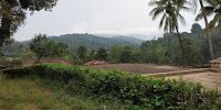 Photo of Coorg (coffee estate of India) 6/10 by Teena Haritwal
