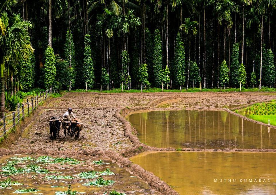 Photo of A monsoon cruise on the western ghats 7/7 by Muthu Kumaran