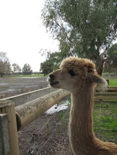 Photo of In and Around Melbourne by Yanting Chan