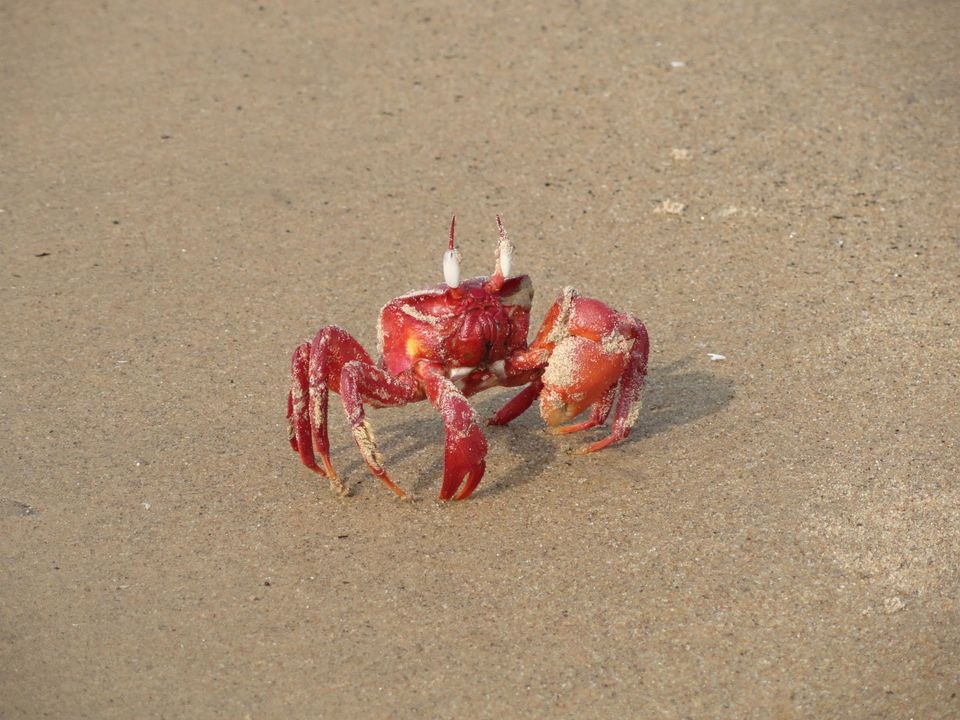 Photo of A Walk To Remember along the Coasts 16/20 by Sancharini Mitra