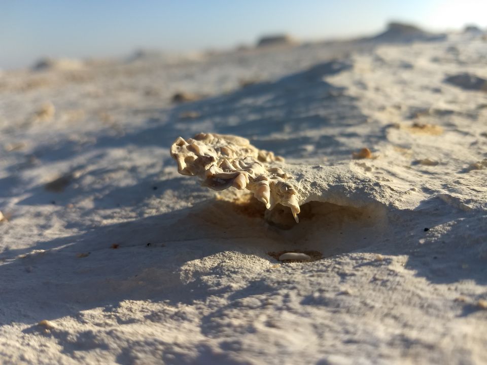 Photo of Bahariya Oasis, Egypt by Mustafa Shahid