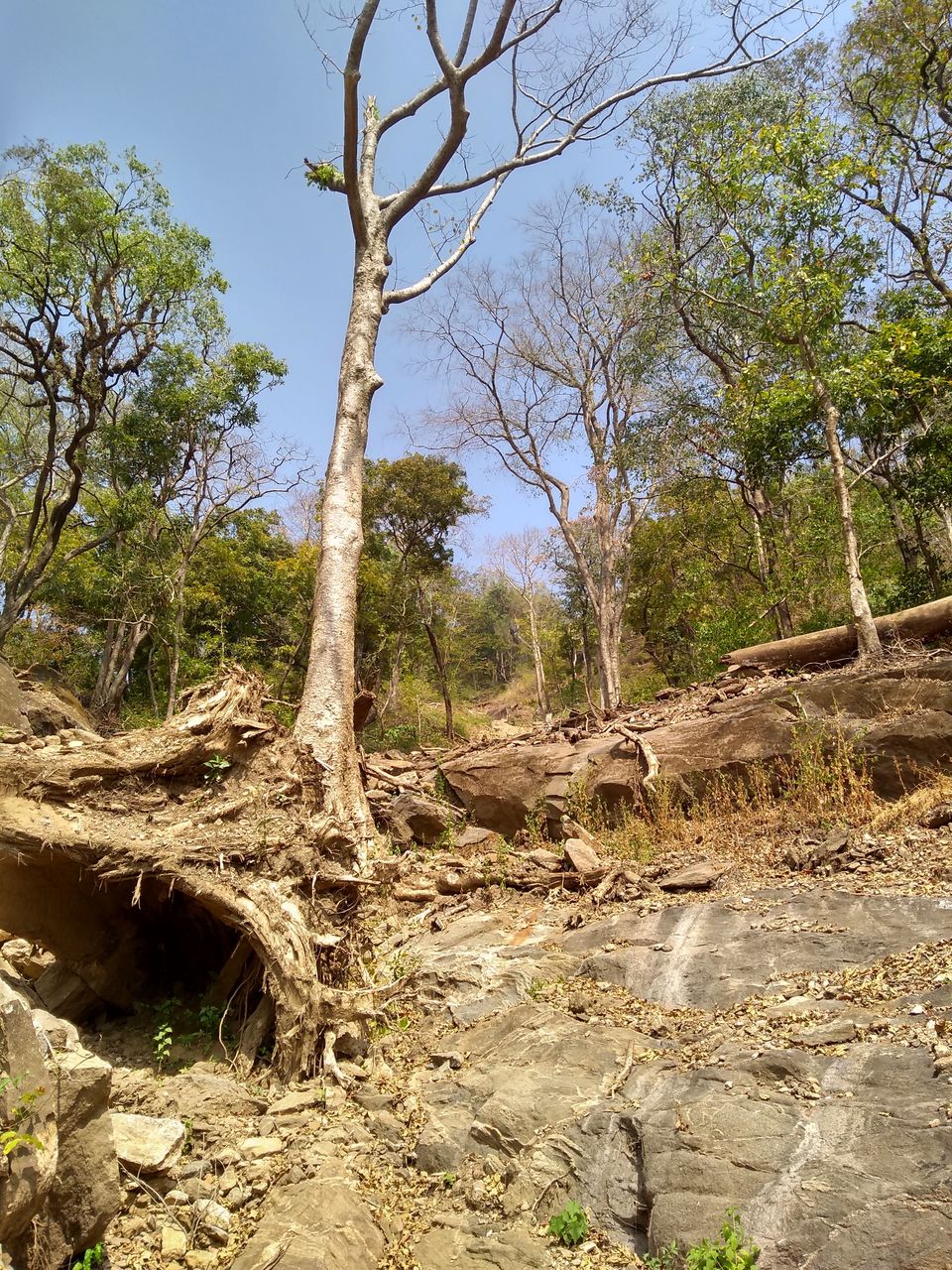 Photo of Dhoni Waterfalls, Puthuppariyaram, Kerala, India by Mustafa Shahid