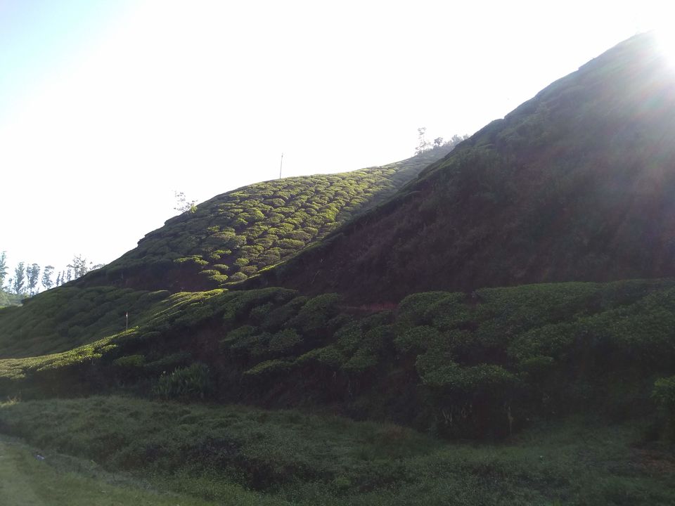 Photo of Munnar, Kerala, India by Mustafa Shahid