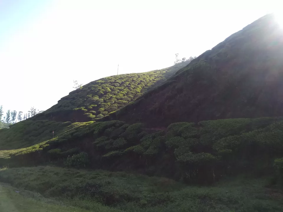 Photo of Munnar, Kerala, India by Mustafa Shahid