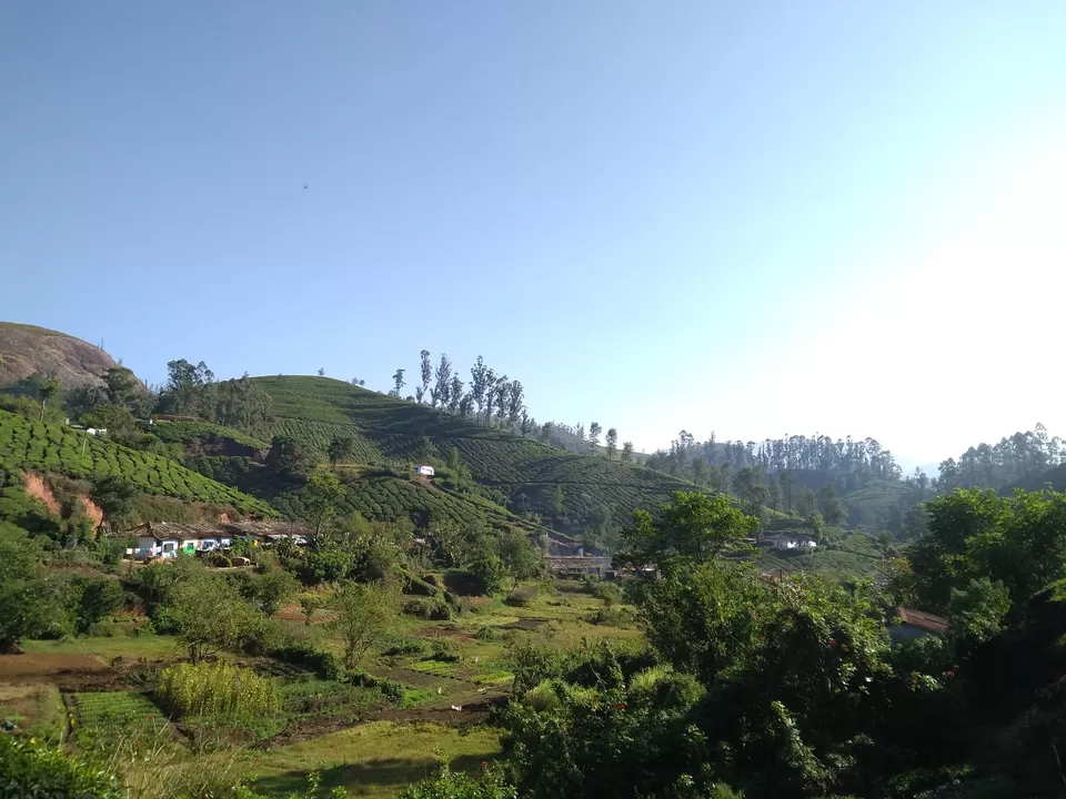 Photo of Munnar, Kerala, India by Mustafa Shahid