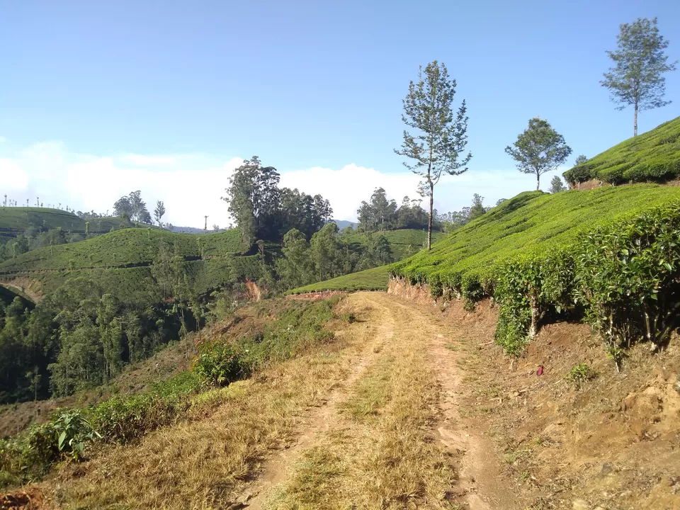 Photo of Munnar, Kerala, India by Mustafa Shahid