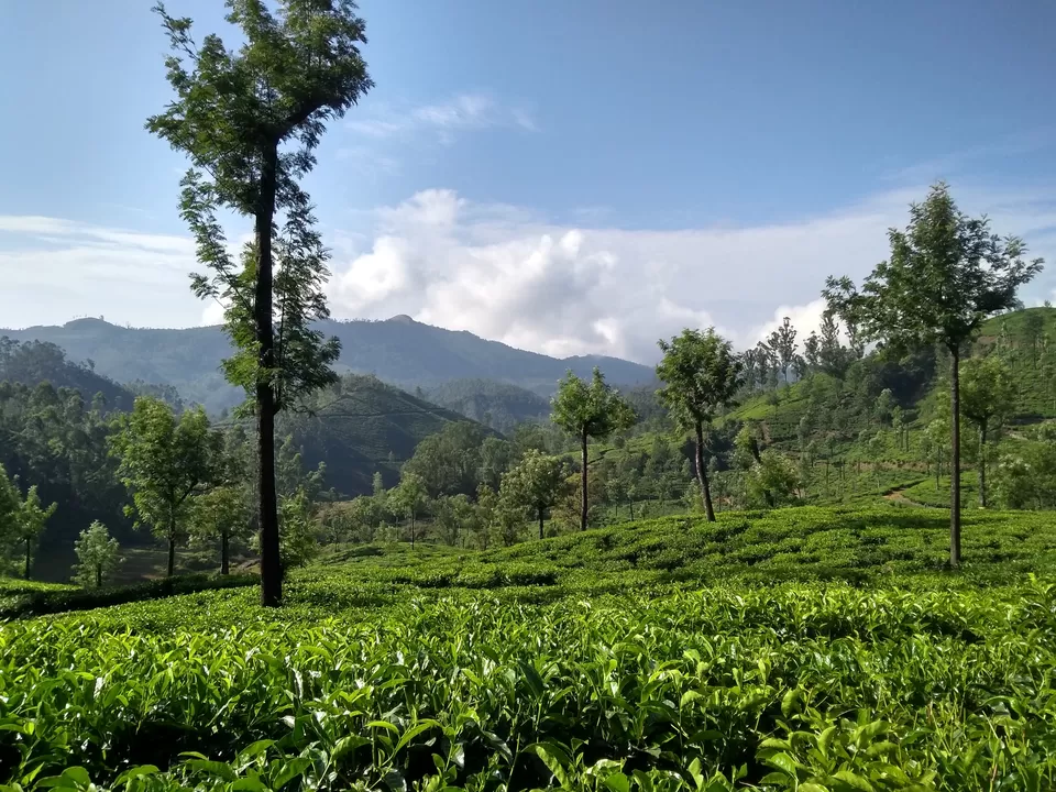 Photo of Munnar, Kerala, India by Mustafa Shahid