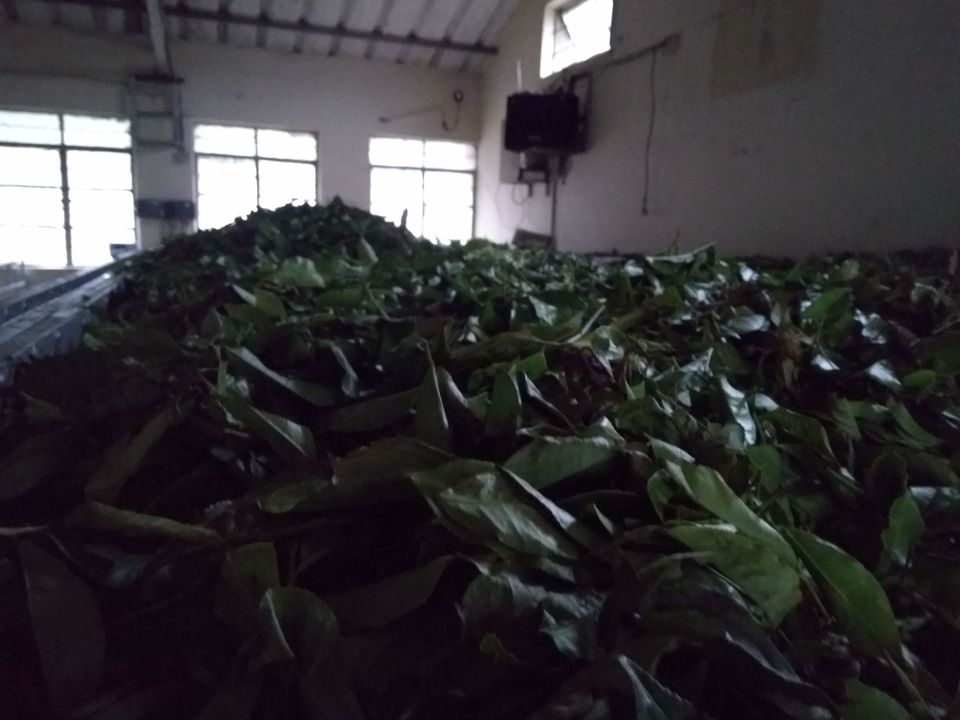Photo of Kanan Devan Hill Plantations | Tea Museum | Munnar | Kerala 1/23 by Mustafa Shahid