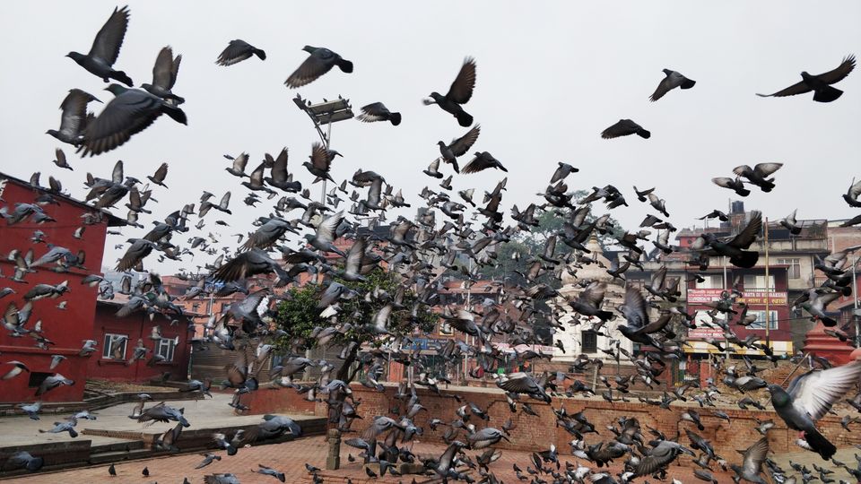 Photo of Serene Nepal : Roadtrip to Neighborhood by Ashi