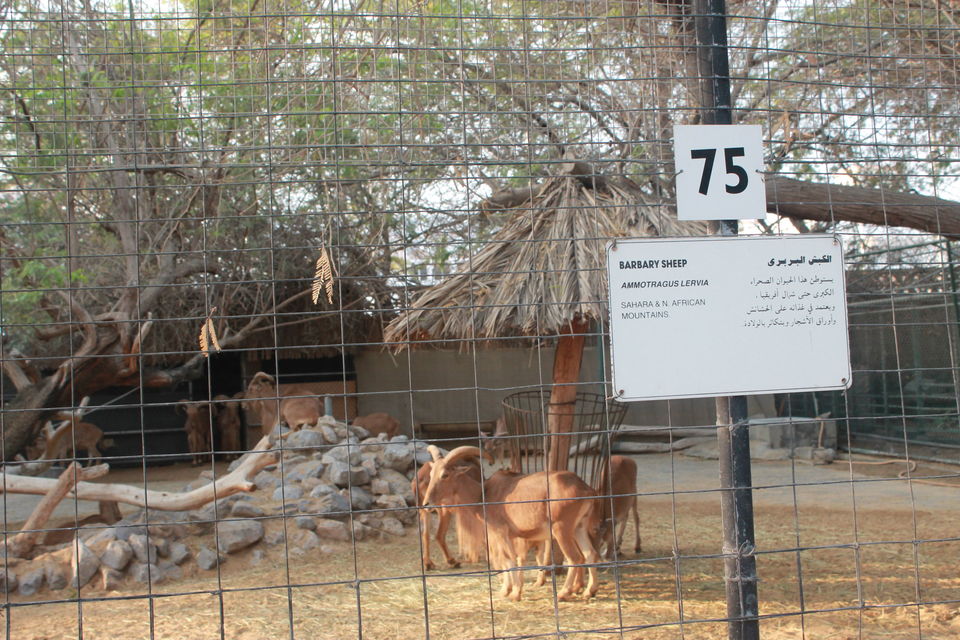 Photo of Top Things To Do In United Arab Emirates by Komal Chopra
