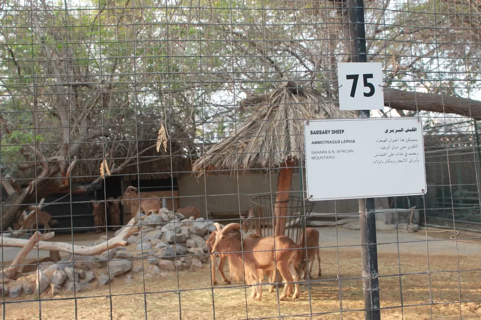 Photo of Top Things To Do In United Arab Emirates by Komal Chopra
