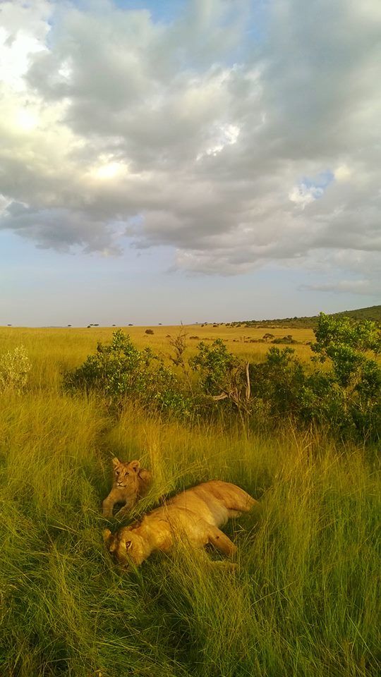 Photo of Masaai Mara Game Park, Kamandura - Mai Mahiu - Narok Road, Narok, Kenya by Varsha Suresh