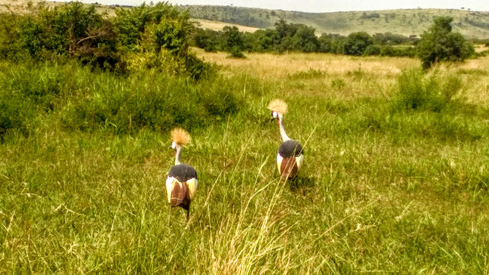 Photo of Varsha travels to Kenya by Varsha Suresh