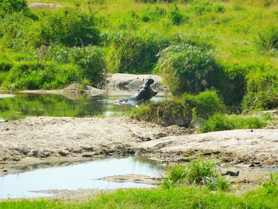 Photo of Masaai Mara Game Park, Kamandura - Mai Mahiu - Narok Road, Narok, Kenya by Varsha Suresh