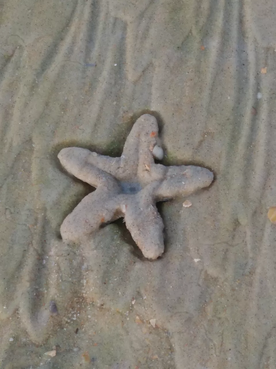 Photo of Salty Skin... Sandy Toes #offbeatgoa by Rosel