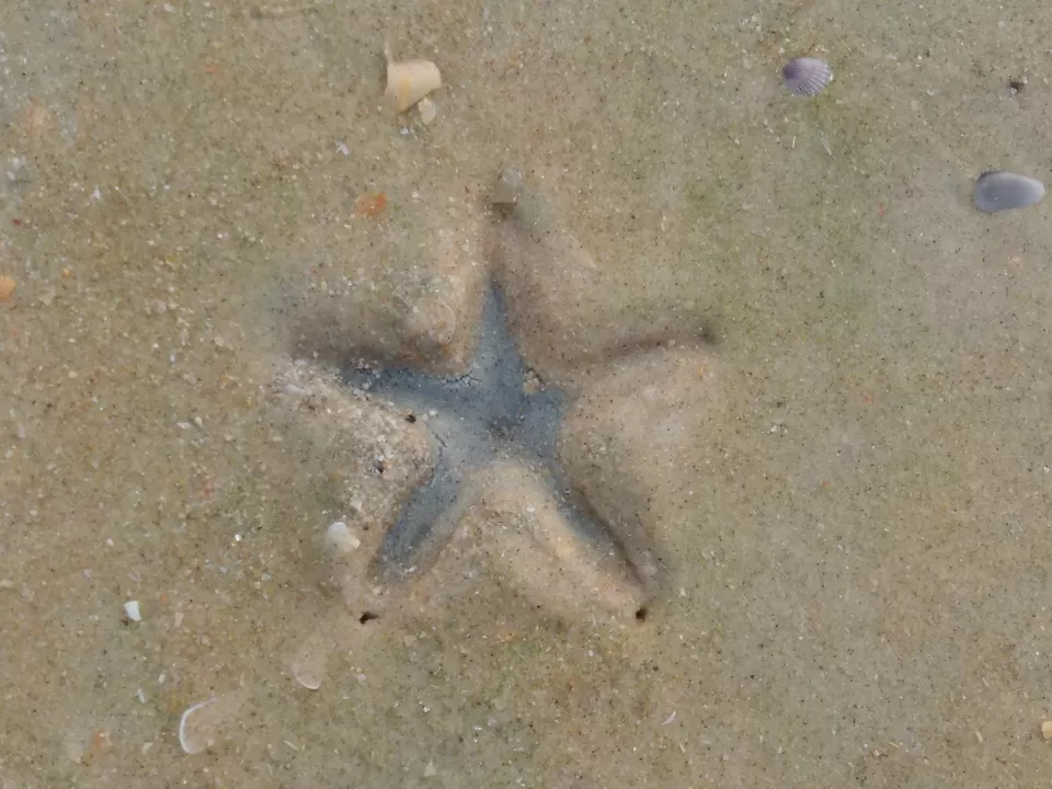 Photo of Salty Skin... Sandy Toes #offbeatgoa by Rosel