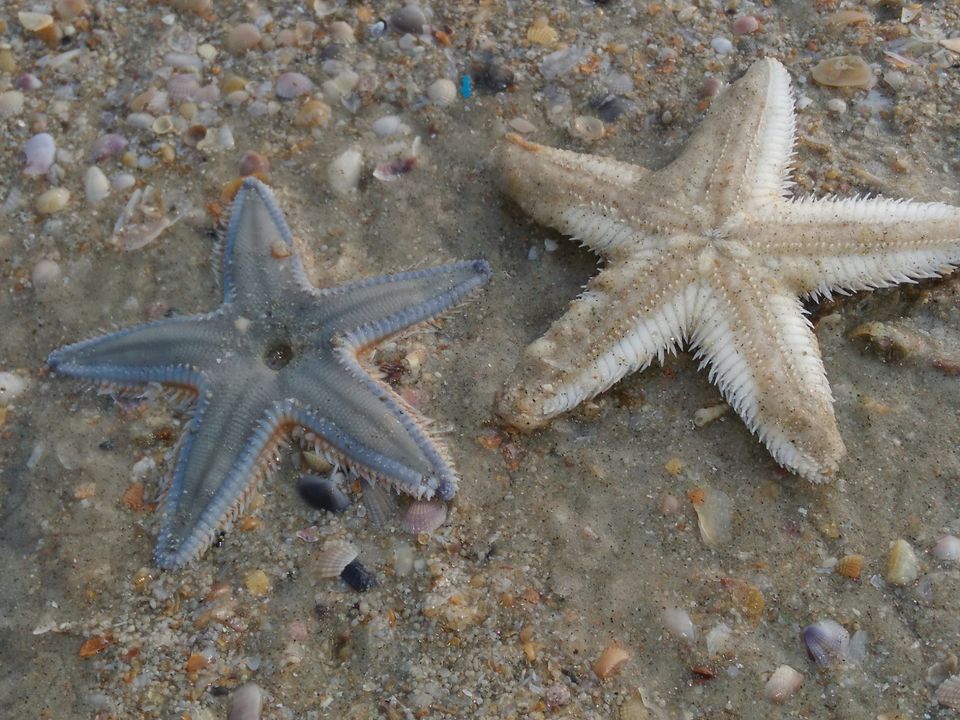 Photo of Salty Skin... Sandy Toes #offbeatgoa by Rosel
