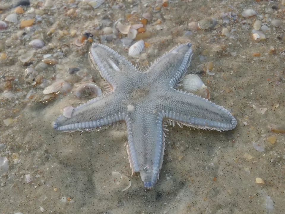 Photo of Salty Skin... Sandy Toes #offbeatgoa by Rosel
