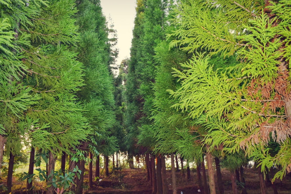 Photo of Hidden Gems of North Bengal! by Meghali Ghosh