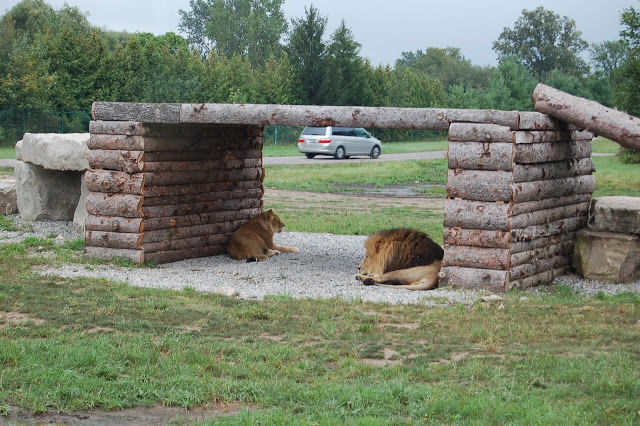Photo of African Lion Safari, Cooper Road, Hamilton, ON, Canada by Holly