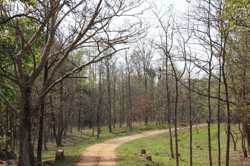Photo of A Jungle Treat : Pench National Park 1/1 by Kriti Das