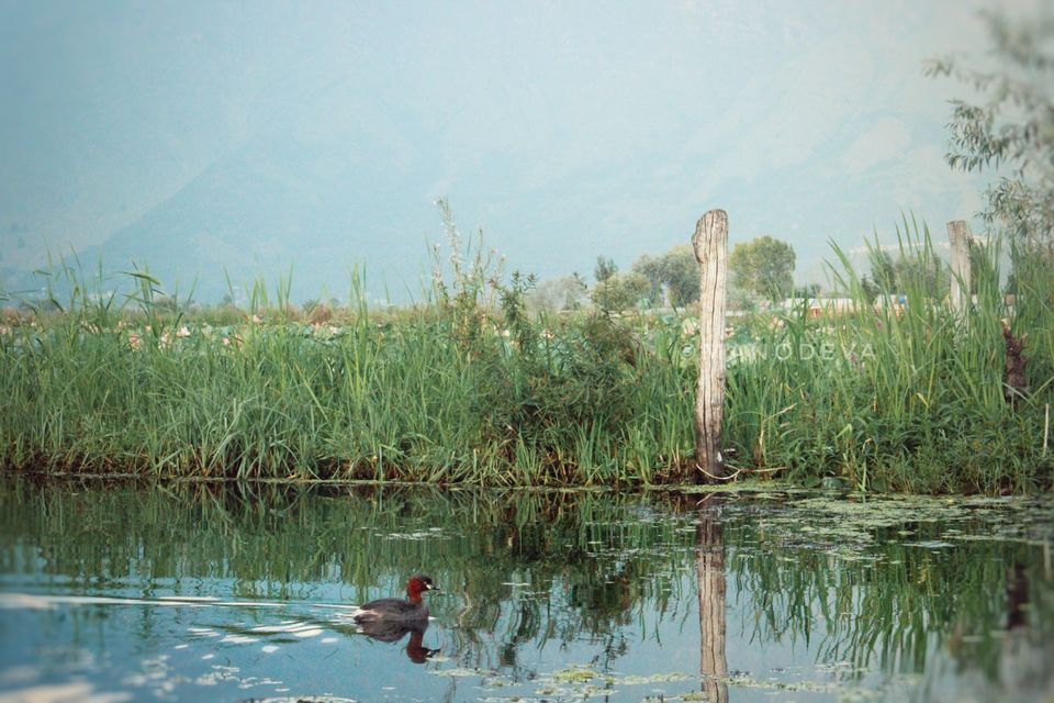 Photo of The land that possess plethora of nature #kashmirinphotos by First_of_my_name