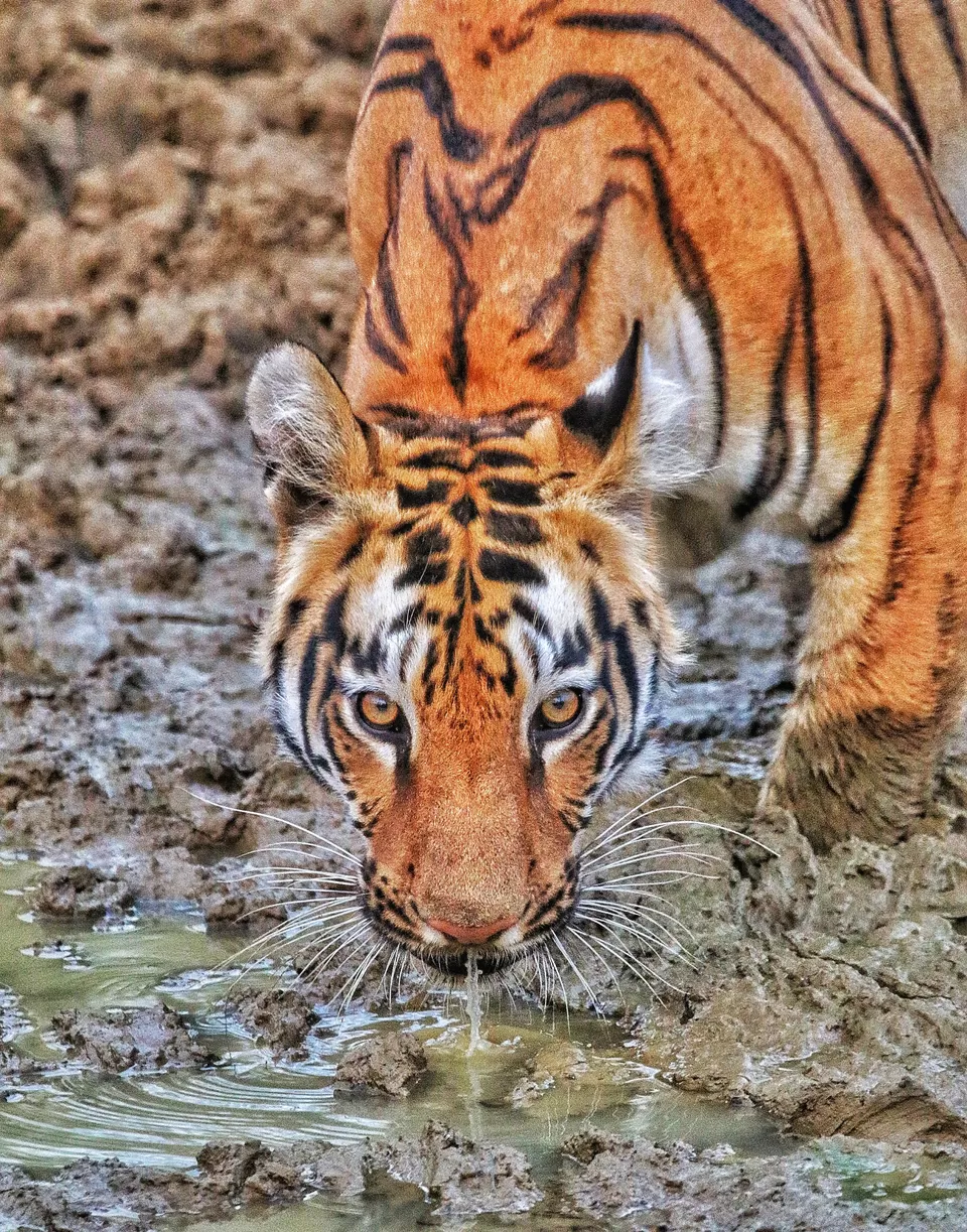 Photo of 4 Night 5 Day itinerary - Pench & Tadoba National park. by TheCrazyIndianNomad