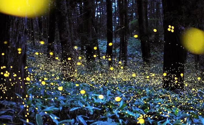 Photo of Only a Few Hours from Pune, You Can Witness the Magic of Fireflies at These Places by TheCrazyIndianNomad