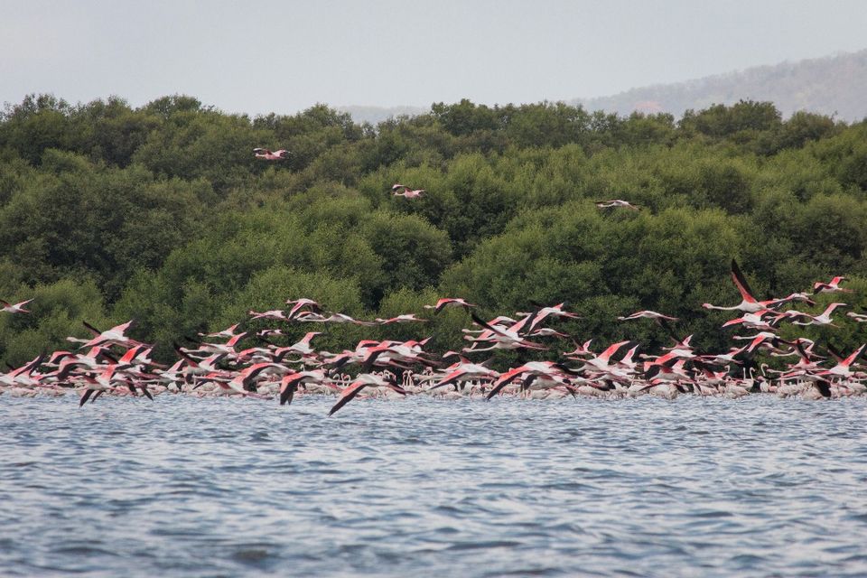 Photo of Thane Creek, Maharashtra by TheCrazyIndianNomad
