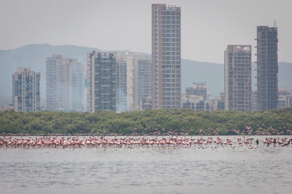 Photo of Thane Creek, Maharashtra by TheCrazyIndianNomad