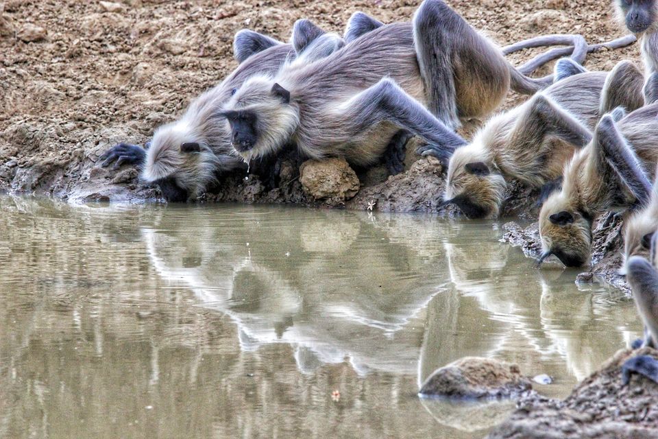 Photo of Indian Tigers Unleashed In Tadoba #BestNationalPark2019 by TheCrazyIndianNomad