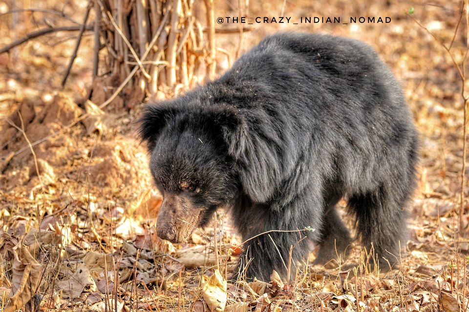 Photo of Indian Tigers Unleashed In Tadoba #BestNationalPark2019 by TheCrazyIndianNomad