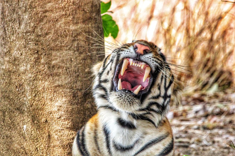 Photo of Tadoba National Park, Chandrapur, Maharashtra, India by TheCrazyIndianNomad