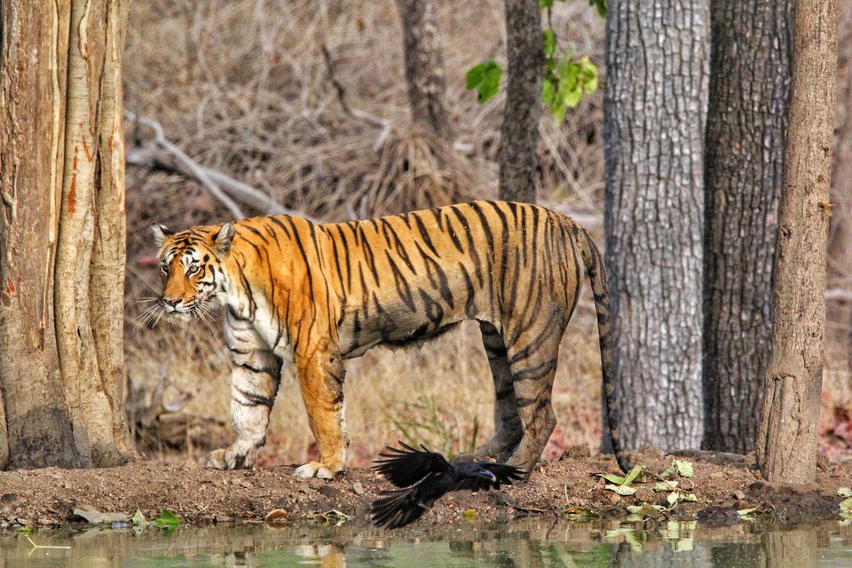 Photo of Indian Tigers Unleashed In Tadoba #BestNationalPark2019 by TheCrazyIndianNomad