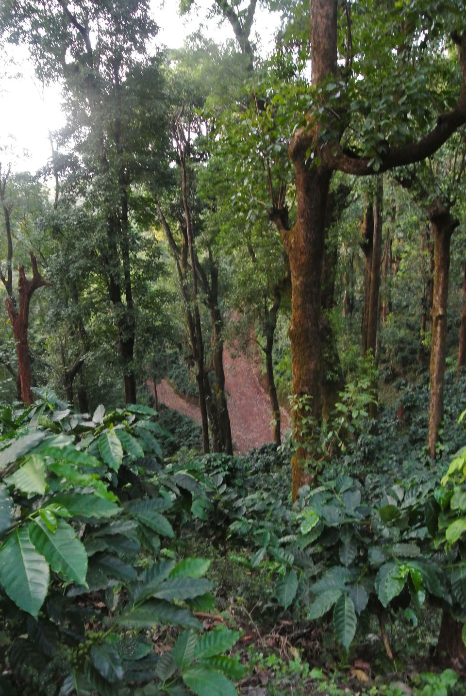 Photo of Chikamanglur....A trip we will never forget 15/71 by The BhuParyatak
