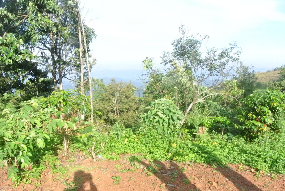 Photo of Chikamanglur....A trip we will never forget 22/71 by The BhuParyatak