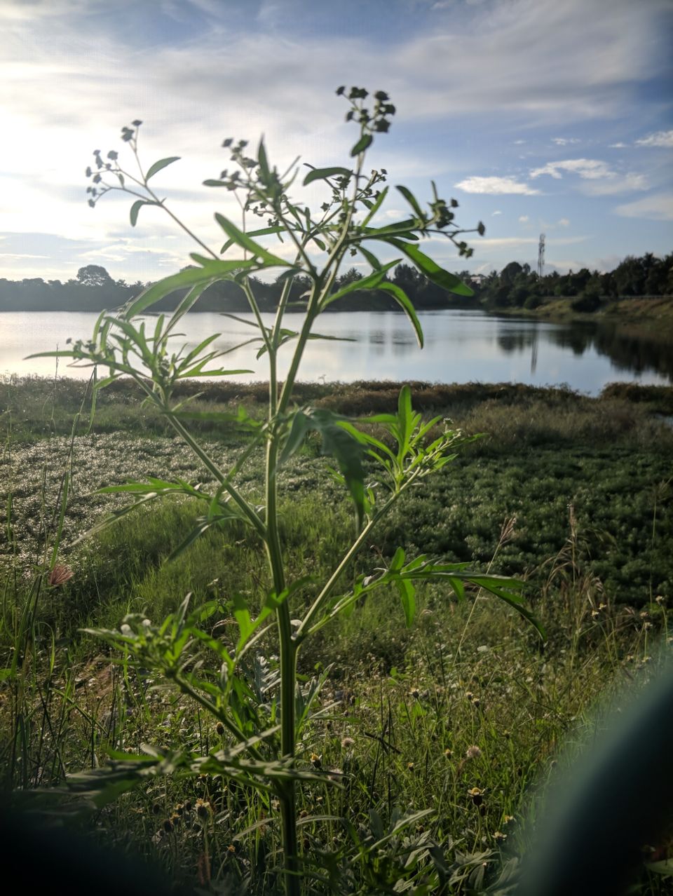 Photo of Kattigenahalli Lake, Kattigenahalli, Bengaluru, Karnataka, India by ayush maloo