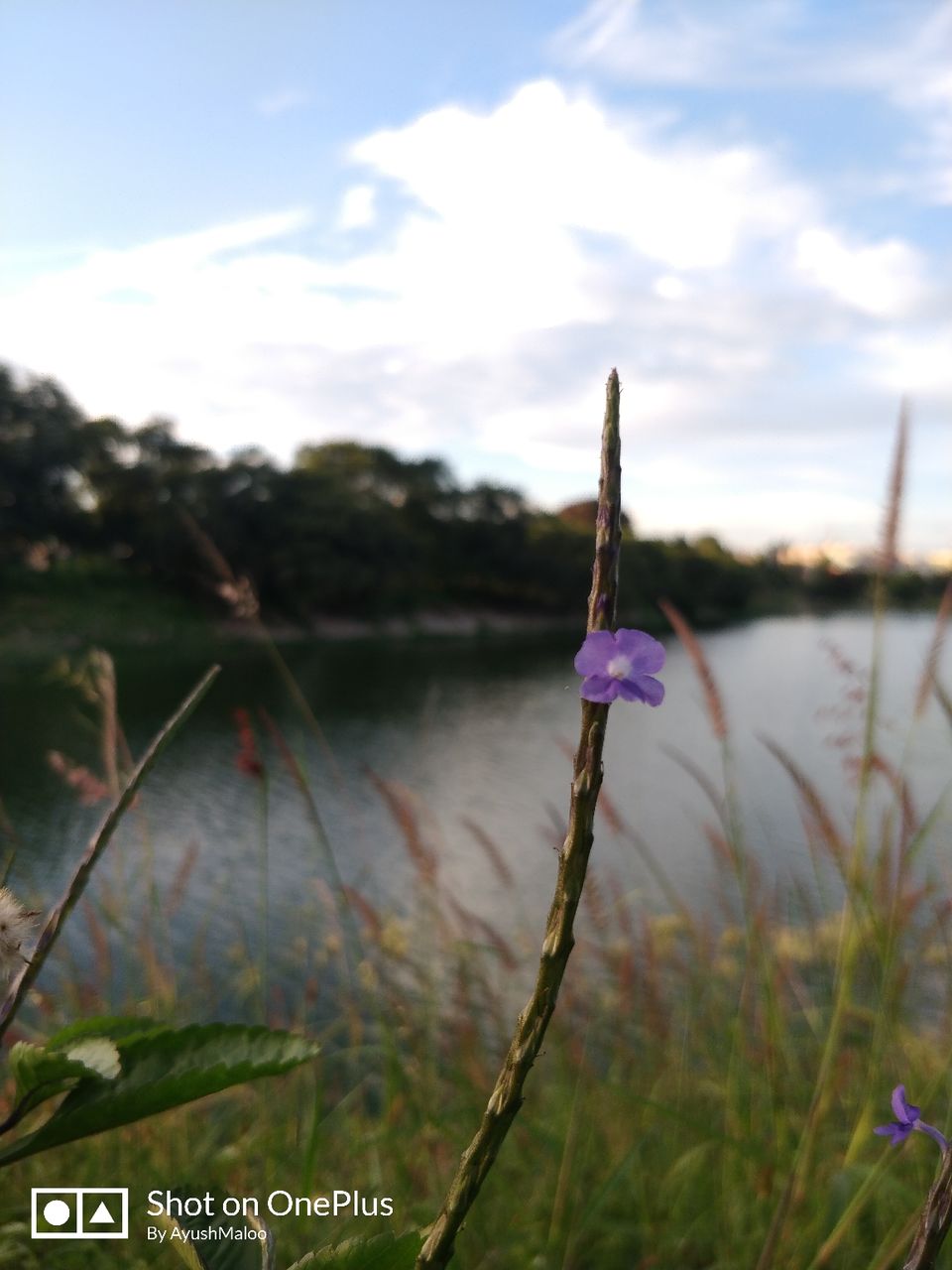 Photo of Kattigenahalli Lake, Kattigenahalli, Bengaluru, Karnataka, India by ayush maloo