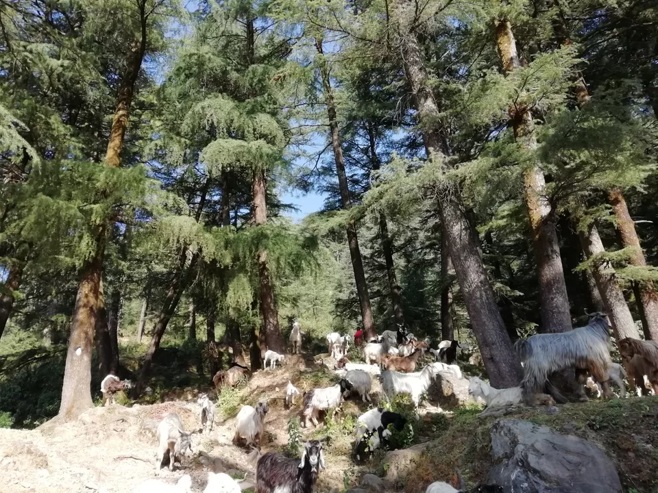 Photo of Dharamshala: escape the city bustles by Kunal Singal