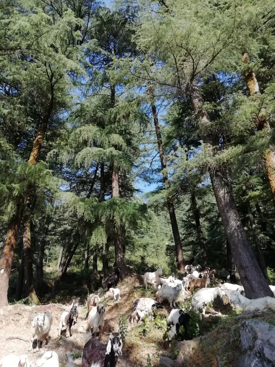 Photo of Dharamshala: escape the city bustles by Kunal Singal