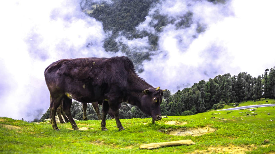 Photo of Uttarakhand, India by Monica Singh