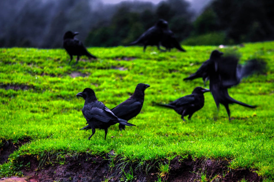 Photo of Uttarakhand, India by Monica Singh