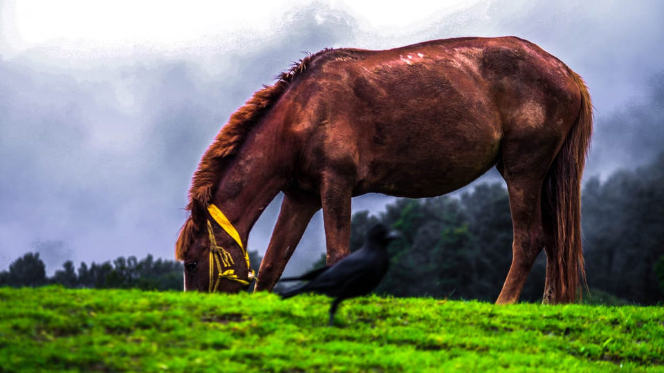 Photo of Uttarakhand, India by Monica Singh