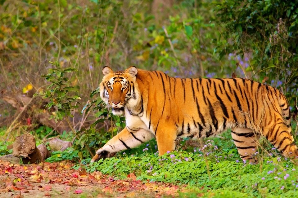 Photo of जिम कॉर्बेट नेशनल पार्क : जंगल सफारी के लिए हो जाइये तैयार by Faisal Ansari