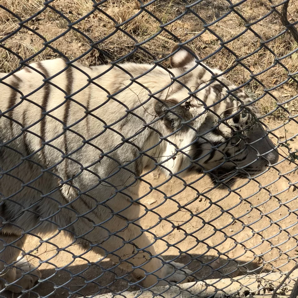 Photo of SajjanGarh Biological Park, Eklavya Colony, Udaipur, Rajasthan, India by Tanmay Gautam