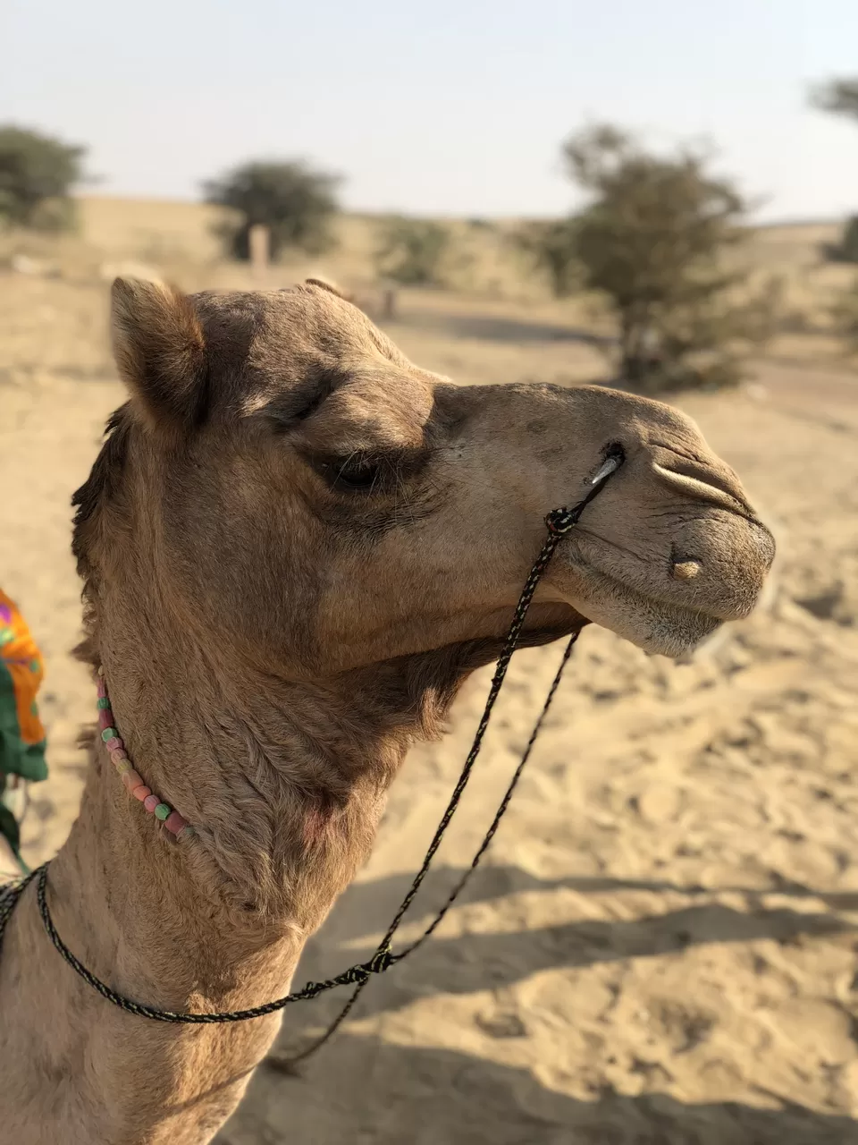 Photo of Jaisalmer, Rajasthan, India by Tanmay Gautam