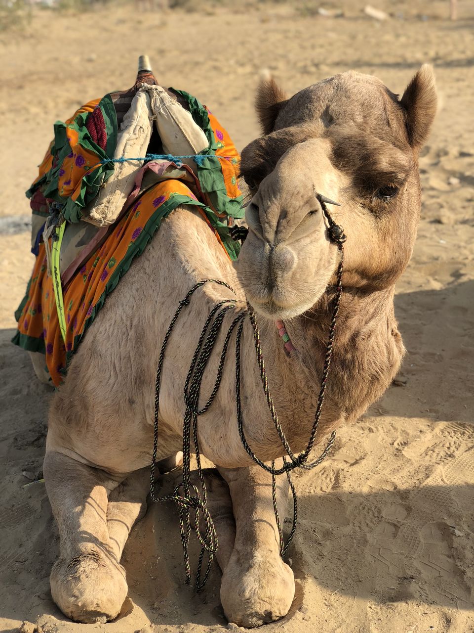 Photo of Jaisalmer, Rajasthan, India by Tanmay Gautam