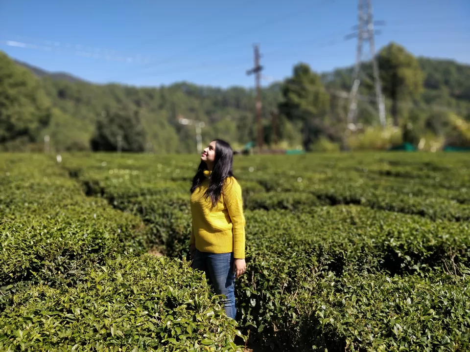 Photo of Tea Garden Shaymkhet, Bhowali-Gorkhakhal Road, Shyamkhet, Sukha, Nainital, Uttarakhand, India by megha jaswal