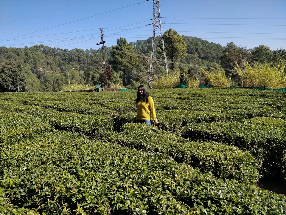 Photo of Tea Garden Shaymkhet, Bhowali-Gorkhakhal Road, Shyamkhet, Sukha, Nainital, Uttarakhand, India by megha jaswal