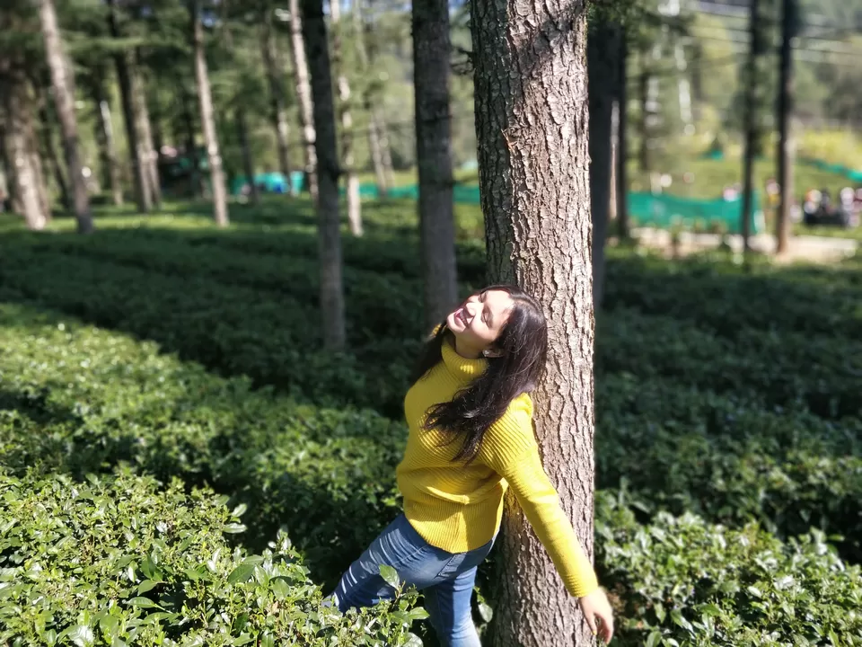 Photo of Tea Garden Shaymkhet, Bhowali-Gorkhakhal Road, Shyamkhet, Sukha, Nainital, Uttarakhand, India by megha jaswal